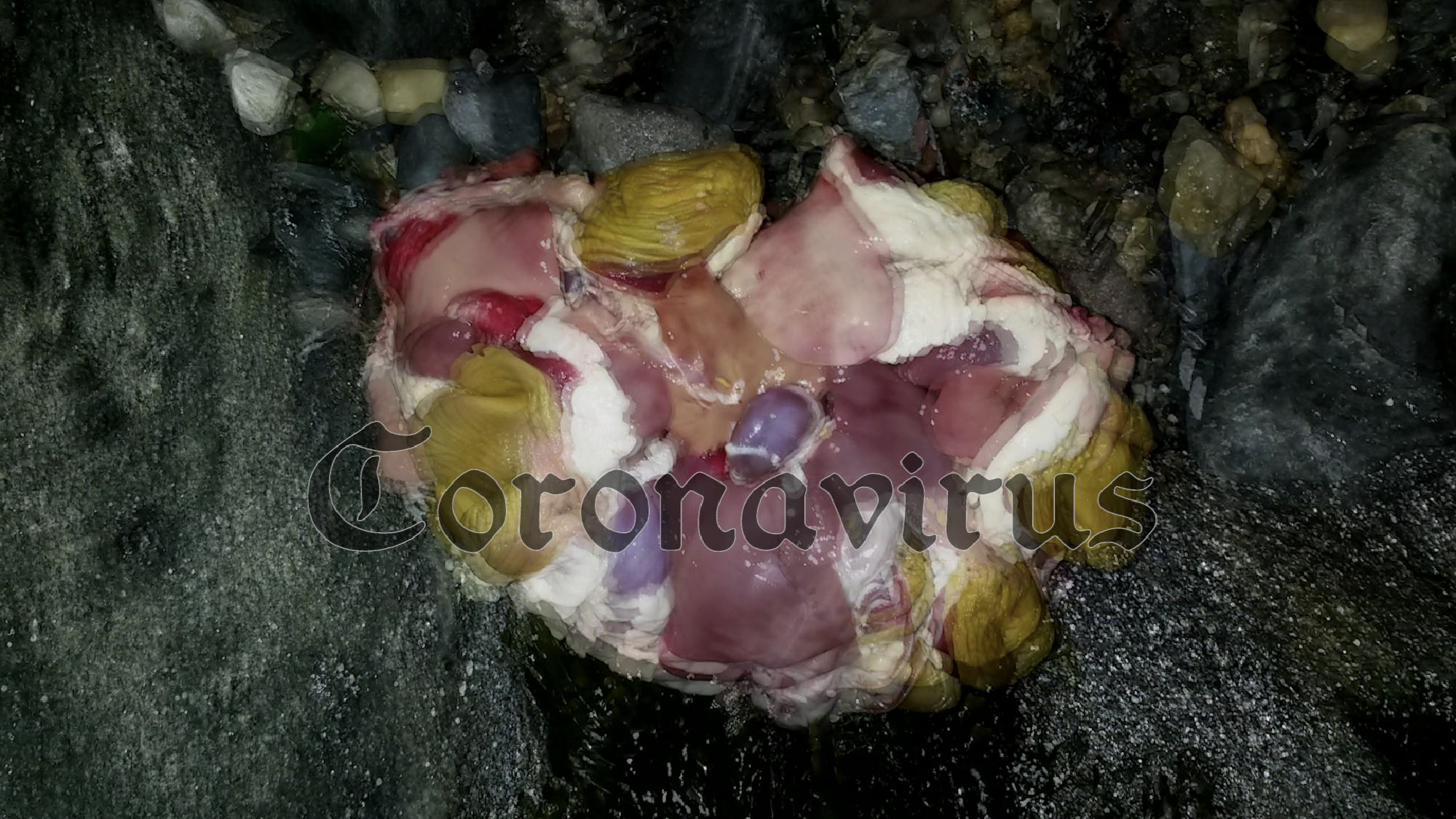 Coronavirus Catch & Cook in NYC