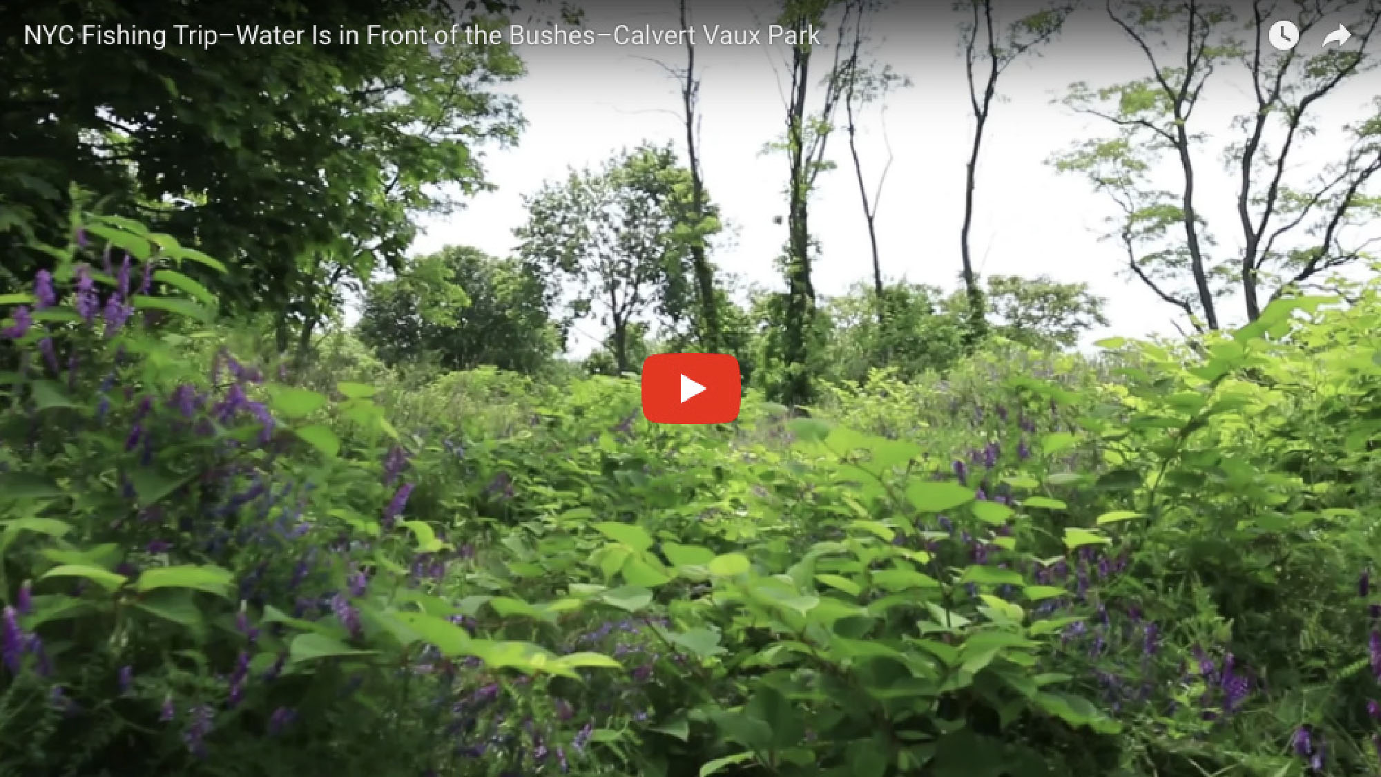 NYC Fishing Trip – Water Is in Front of the Bushes