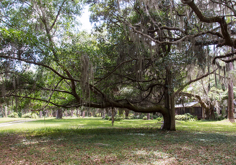 falling_asleep_under_a_tree