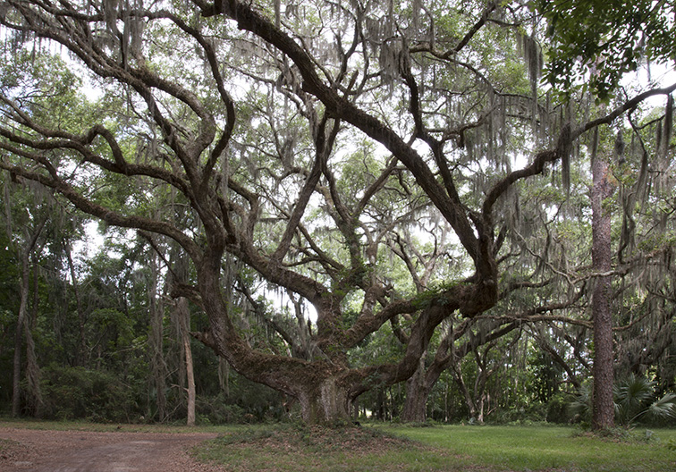 falling_asleep_under_a_tree