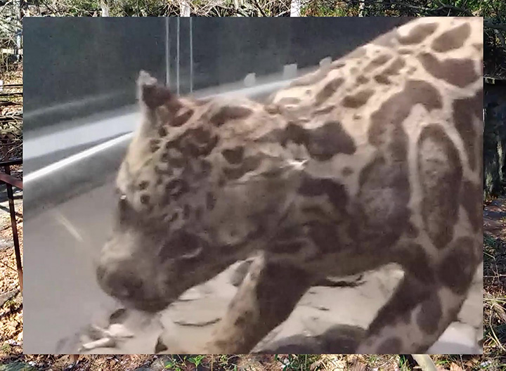 poems_in_the_mount_lu_zoo