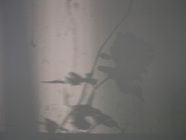rose_and_sparrow