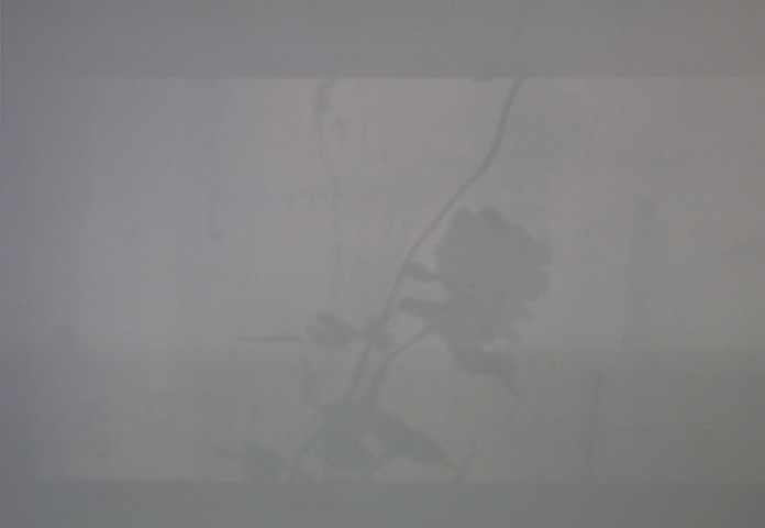 rose_and_sparrow