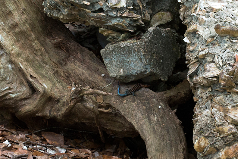 rum_distillery_ruins_installation